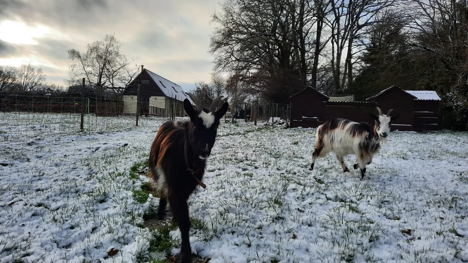 Deux chévres marchant dans la neige